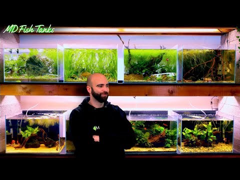 A Disgusting Tank: New Fish Wall, Home Made Aquarium Fix, Feeding My Fish, A Look At Chunks!