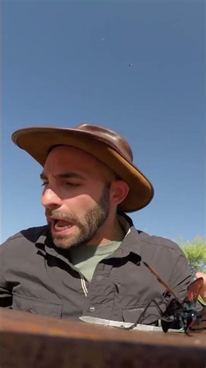 STUNG by a TARANTULA HAWK