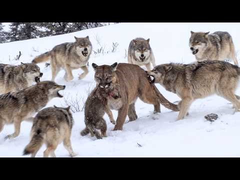 Puma Took One Wolf Pup and Unleashed the Wrath of the Entire Pack
