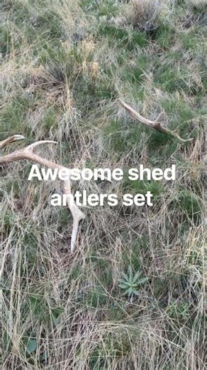 shed hunting jackpot