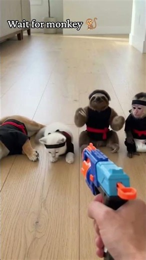 Ninjas down! 🥷🐾 The sloth's slow reaction! 😭💀 #shorts #pets