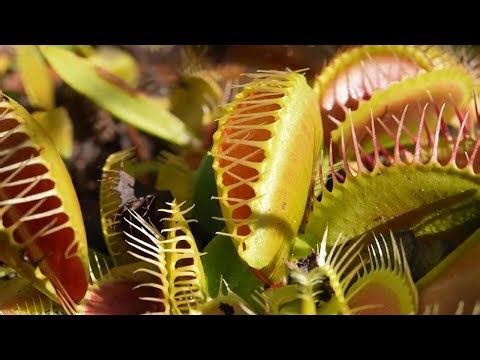 Saving the Venus fly trap