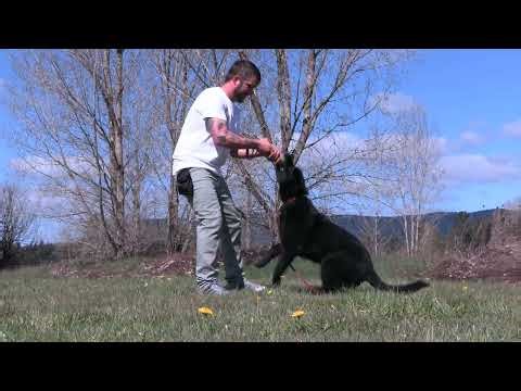 Sun, Discipline & Drive! Kraftwork K9 Pro German Shepherd