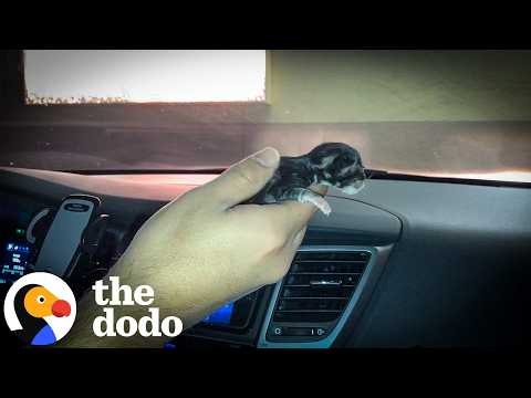 Rescued Kittens Keep Escaping To Hang Out With The Dogs | The Dodo