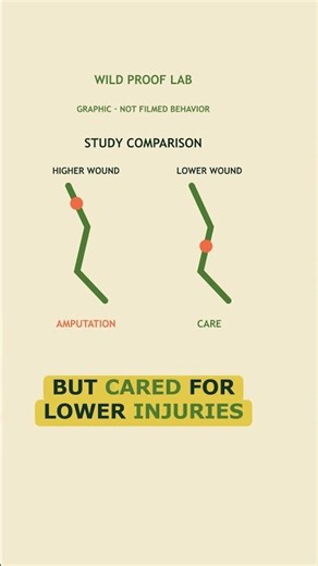 The injury changed these ants' response