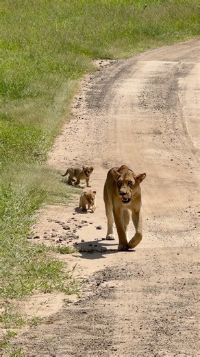 Lioness Leads Her 3 Tiny Cubs Right Past Our Car | Kruger National Park
