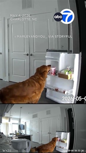 Sneaky golden retriever caught on camera raiding fridge