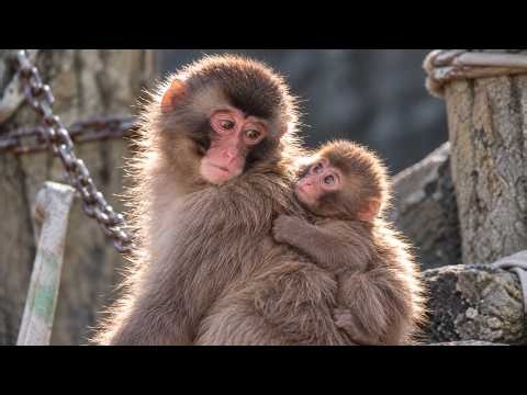 Punch the Monkey Makes Friends and Becomes a Big Brother | Compilation 🐒❤️