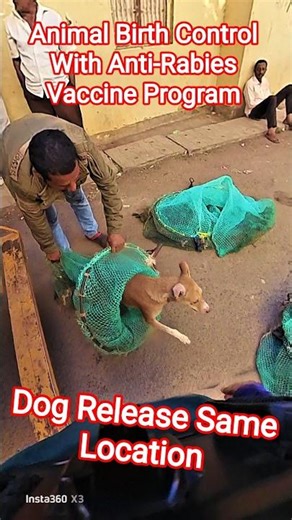 Dog Release Same Place Tumkur #dog #release #dogwithpublicsafety #ytviral #pets #dogshorts #shorts