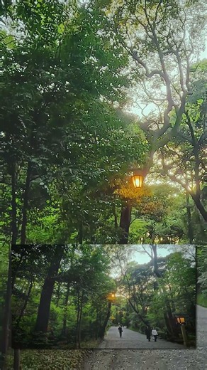 ⛩️ Tokyo Nature Walk: Meiji Jingu Shrine, Forest Paths & Yoyogi Pony Park 🐎🌿 [Japan] #shorts