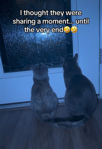 Cats Playing Footsies Until the End: A Hilarious Twist 🤣