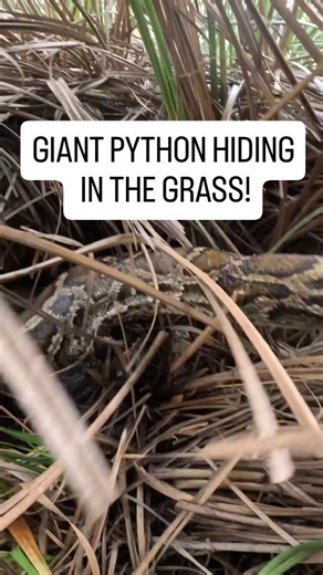 This the a capture footage from my recent post about the python that I believe was attacked by a bobcat! . . #python #snake #wildlife #florida #nature | Snakeaholic