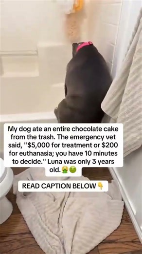 One Bite Can Kill: Help Us Save These Dogs Before It’s Too Late 💔🐾