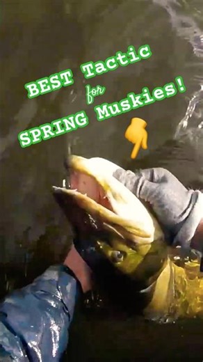THE BEST TACTIC for SPRING MUSKIES! 😱🔥#fishing #muskyfishing #musky #muskie #esox #hunt #outdoors