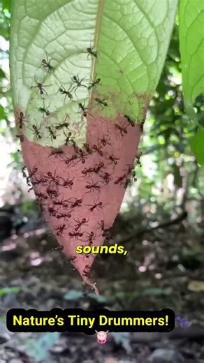 The Secret Drumbeats of Amazonian Ants!