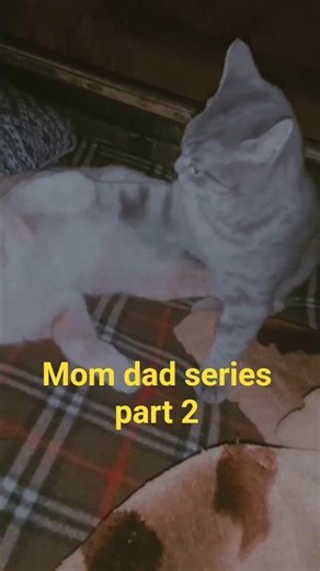 ​When the wrestling match gets real! 🤼‍♂️🐾 #shorts#shorts #youtubeshorts #catfights #funnycats