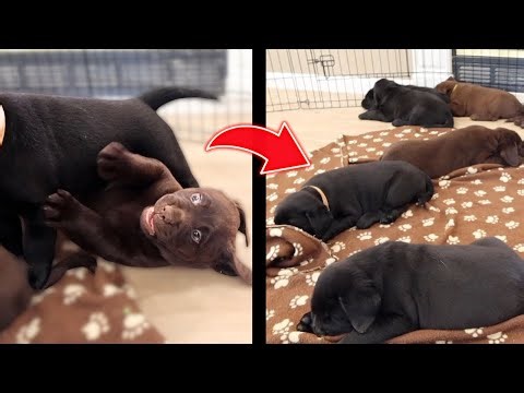 These Labrador Puppies Wrestled So Hard They Passed Out