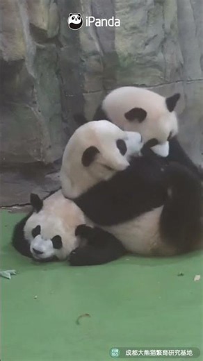 The Calmest Panda In The World | iPanda #shorts