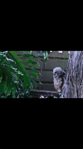 “When a Feather Gets Stuck… and You Pretend Everything’s Fine 😄”