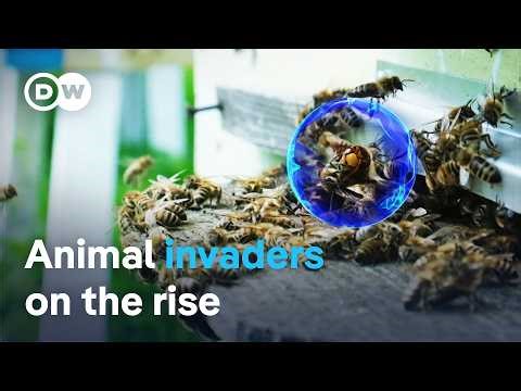 Unwanted intruders: The battle against invasive species | DW Documentary