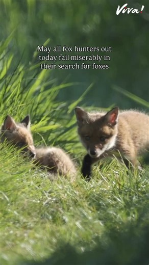 Good luck and solidarity to all of the hunt saboteurs out today 👊 It’s time for the Boxing Day hunts to END. Fox hunting is illegal in the UK and trail hunting has recently been banned across England and Wales. We hope the ban is taken seriously from 2026 and beyond! #EndFoxHunting | Viva!