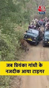 जब Priyanka Gandhi के नजदीक आया Tiger, Ranthambore में Jangal Safari का उठाया लुत्फ #aajtak