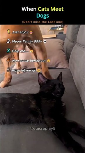 Cats vs Dogs 😂🐱🐶