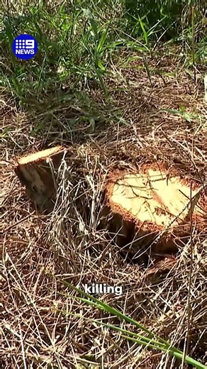 NSW government cracks down on tree vandalism | 9 News Australia