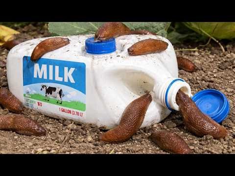 No more bitten lettuce. 1 simple home way works