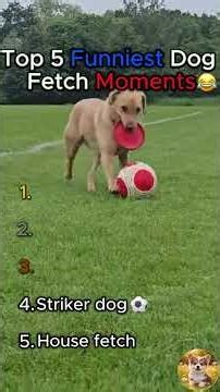 Top 5 Funniest Dogs Playing Fetch Moments!! #dog #funny #dogvideos #funnydogvideos
