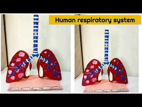 Human respiratory (lungs) system working model (3D) for science project | Biology project