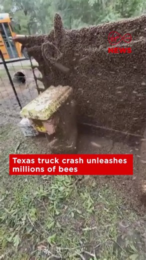 Millions of bees were on the loose after a truck transporting hives crashed in Texas. Footage shows a huge swarm as beekeepers worked to recover the bees during a complex clean-up. More on Virgin Media PLAY #VMNews