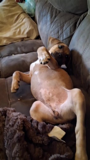 Goldie the Puppy: Is She Mean or Sweet? A Viewer's Concern