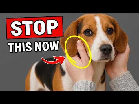 10 Things That Emotionally Hurt Your Dog (99% of Dog Owners Unknowingly Do)