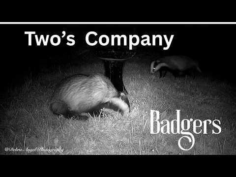 You Won’t Believe What These Badgers Do at Night… Incredible Wildlife Footage