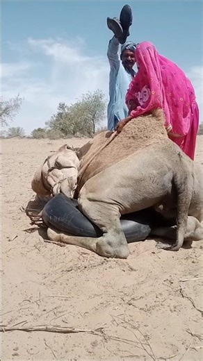 The Camel Got the Evil Eye 😢 Owner Removes It with a Shoe While Girl Comforts Him 🐪💧
