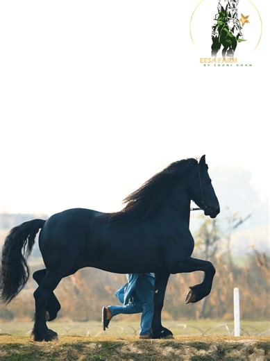 The Giant Black Friesian horse 🐴🐎 #friesianhorse #blackhorse #gianthorse #fy #blackdiamond