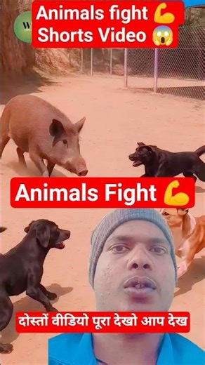 3 Brave Dogs Take On a Wild Boar – You Won’t Believe What Happens! #shorts #animals #viral