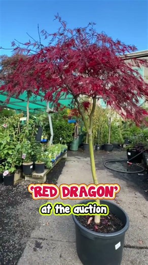 Starts at 10c — How Low Will the Red Dragon Maple Drop? 🔨🍁