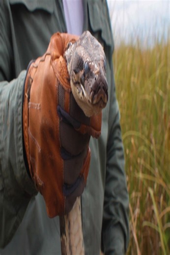 Veterans hunt pythons to heal and protect