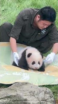 Panda Cubs Enjoying Time Outside – Cute and Playful Moments 🐼💛