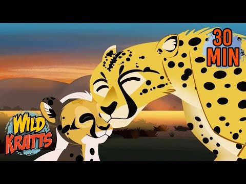 Cheetah Reunites with Cub | Creature Rescue | Wild Kratts