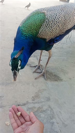 peacock eating food in my hand #birds #nature #animals #zoo #park