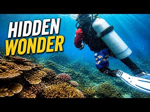 Diving Into Nature's Aquarium | Stunning Reef Ecosystem