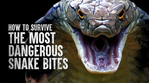 How to stay safe during a venomous snake bite