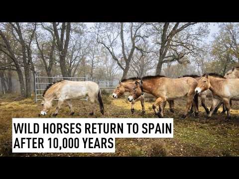 Wild horses return to Spain after 10,000 years