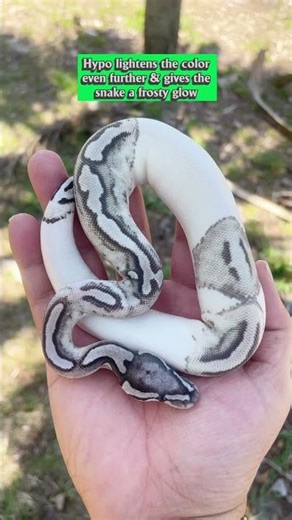Unboxing My New TRIPLE RECESSIVE Ball Python!