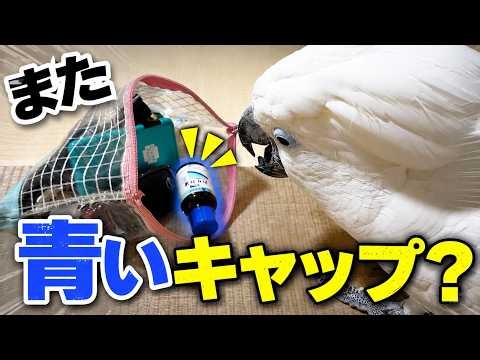 歯医者前のゆきまる氏、また青いキャップを見つけてしまう