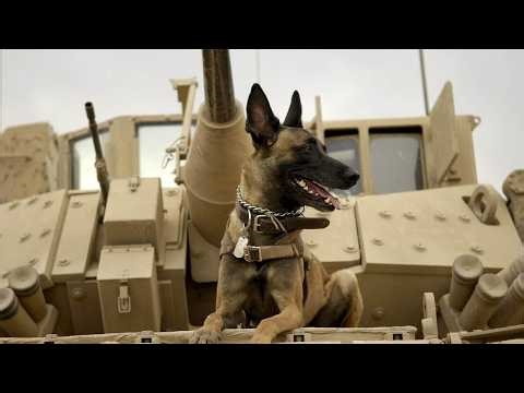 Max | Full Movie Story Explained | Thomas Haden Church | Josh Wiggins