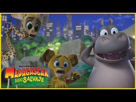 ¡Melman comete un error! 😬🦒 | DreamWorks Madagascar en Español Latino